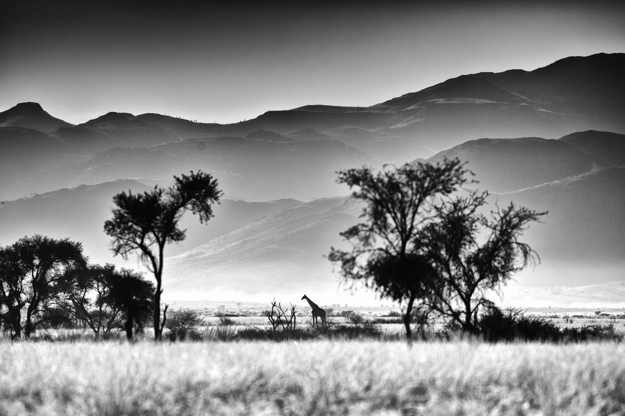 Benjamin_Schiller_Namibia_Fauna-14.jpg