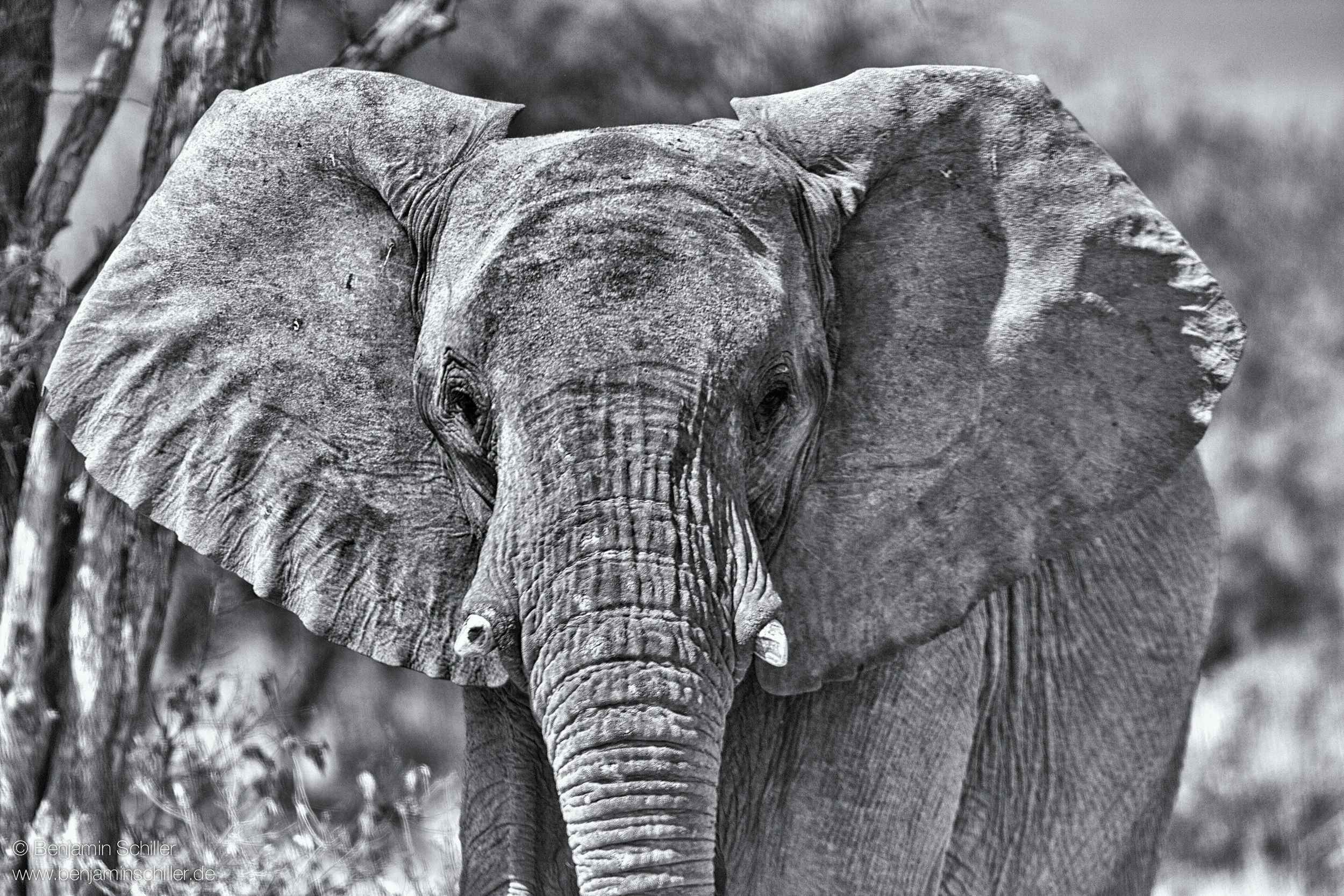 Benjamin_Schiller_Namibia_Fauna-42.jpg