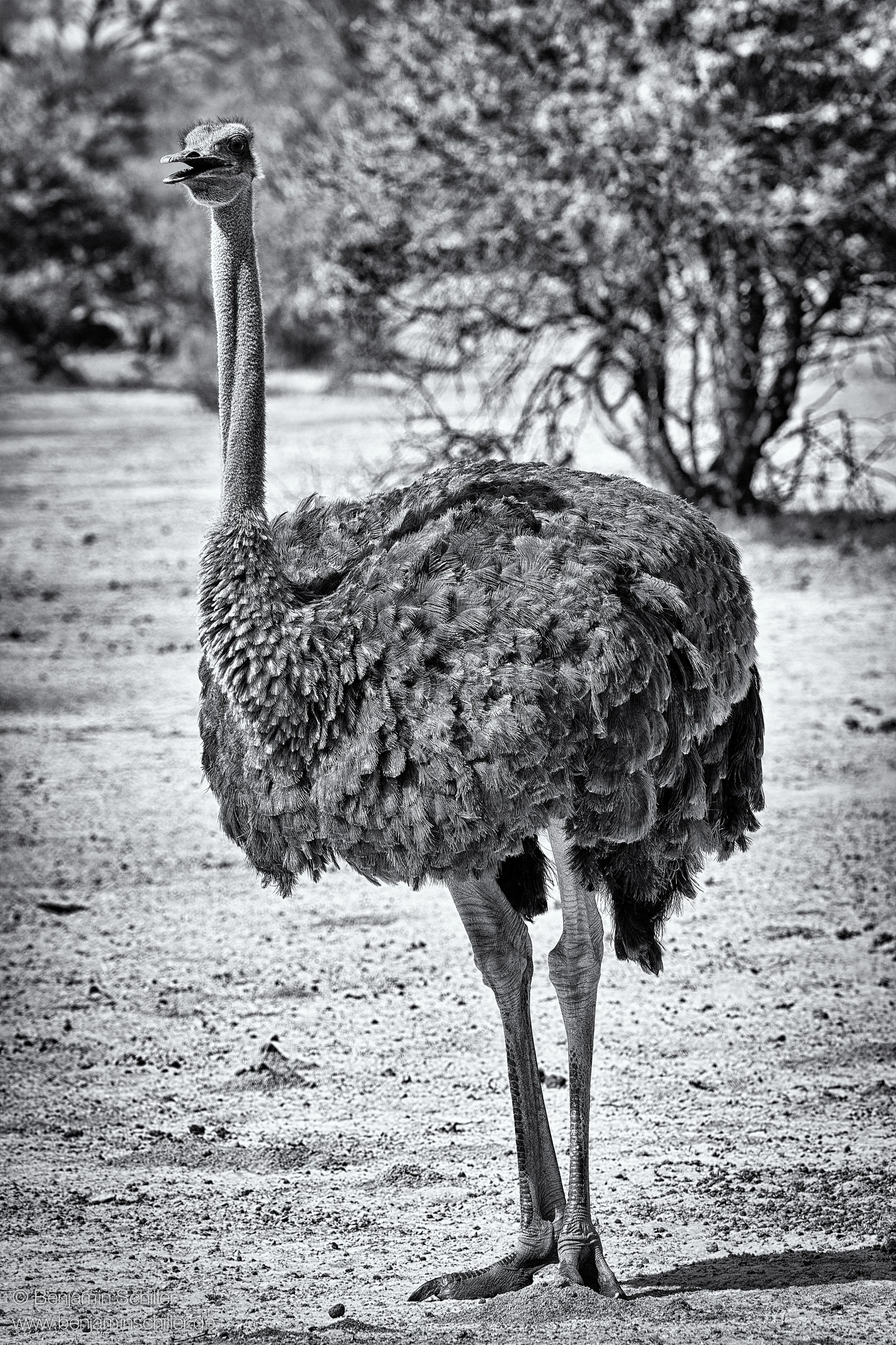 Benjamin_Schiller_Namibia_Fauna-10.jpg