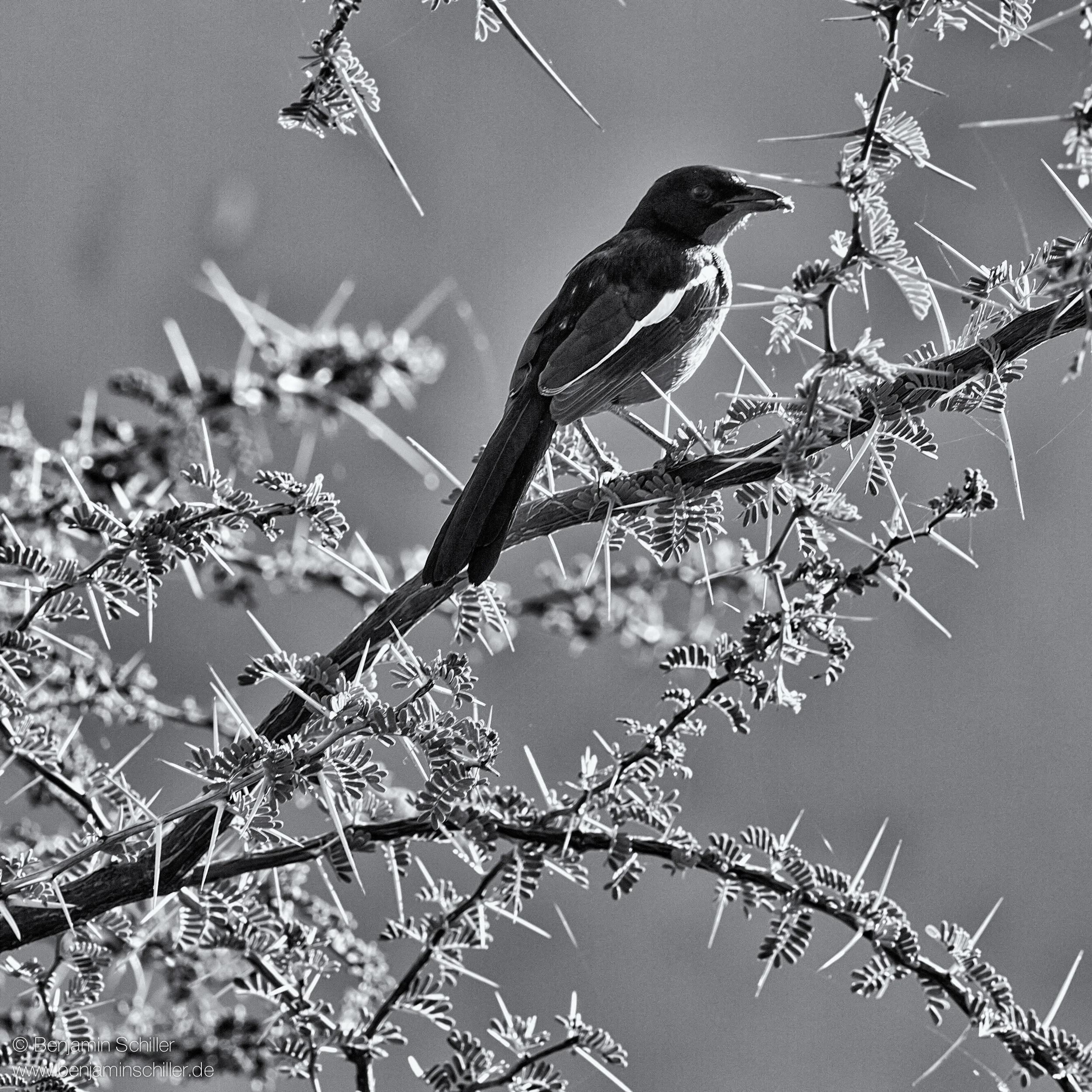 Benjamin_Schiller_Namibia_Fauna-12.jpg