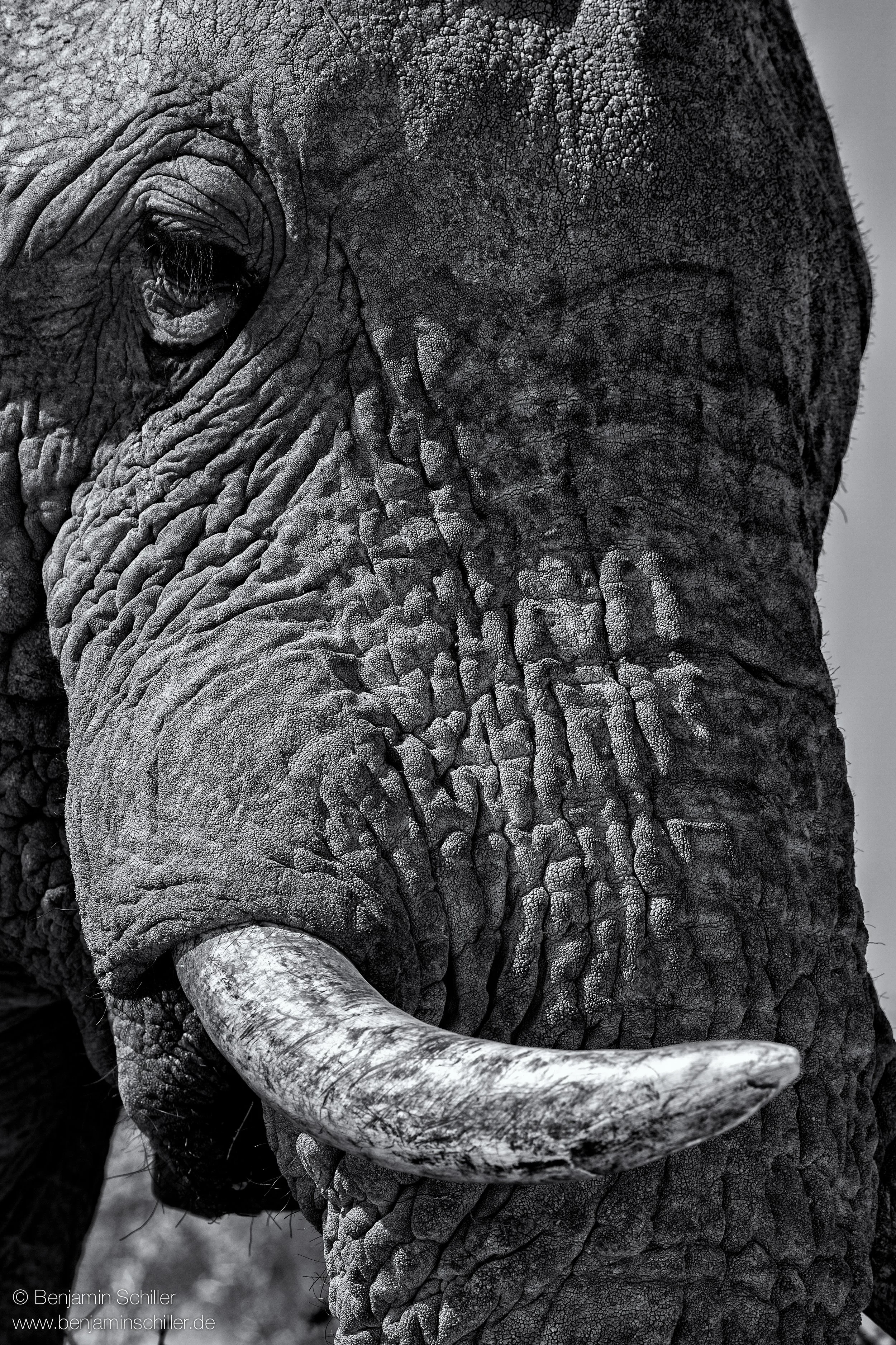 Benjamin_Schiller_Namibia_Fauna-32.jpg