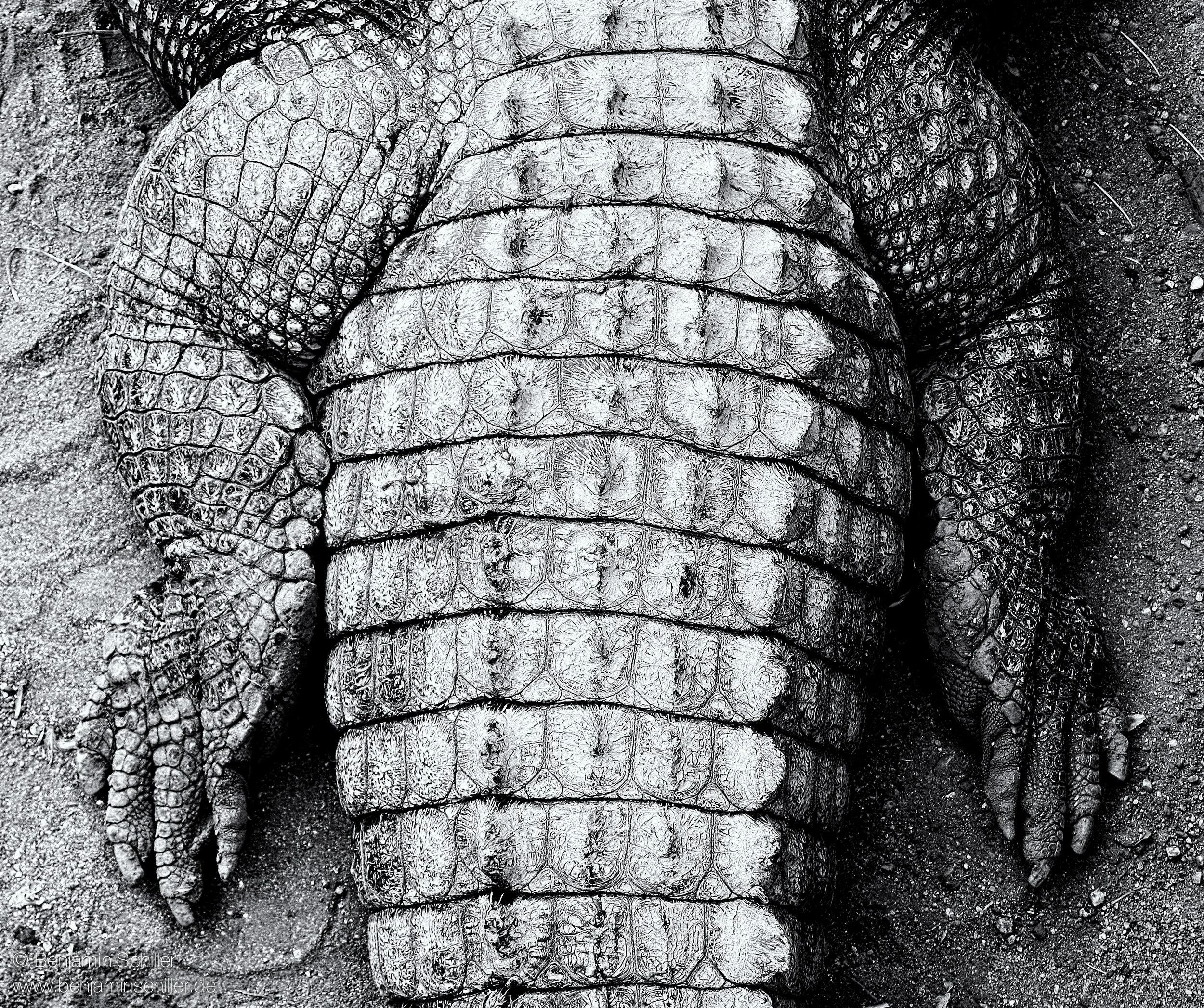 Benjamin_Schiller_Namibia_Fauna-3.jpg