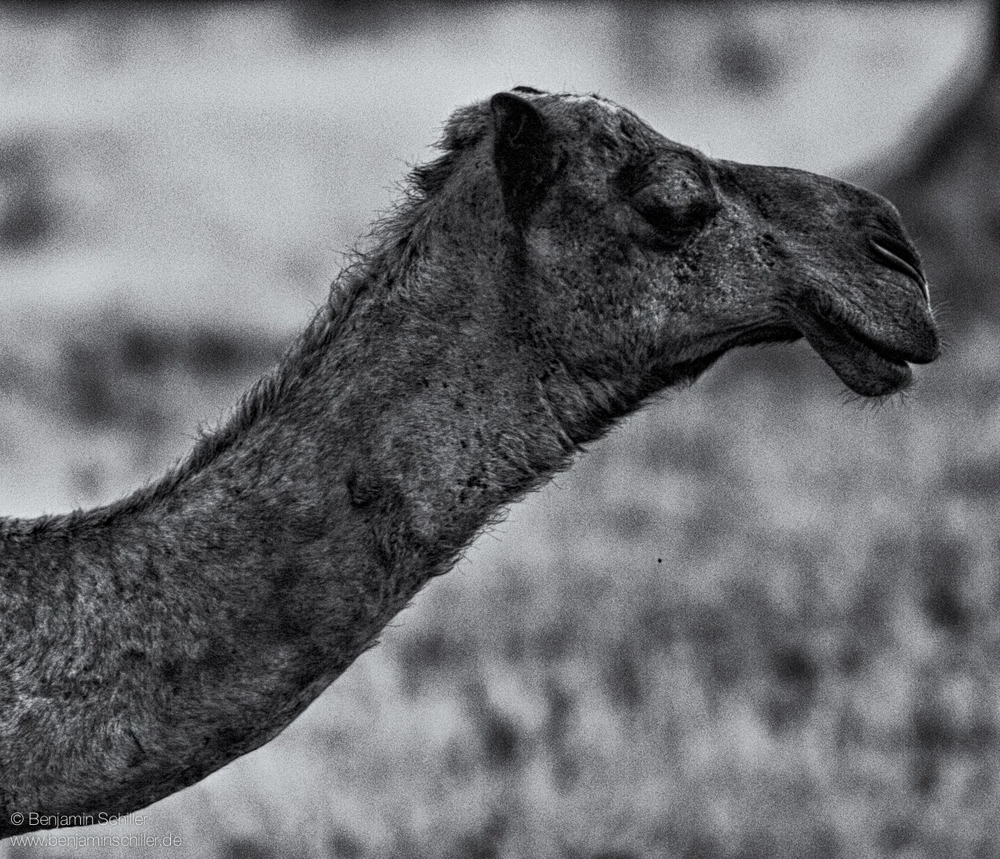Benjamin_Schiller_Namibia_Fauna-9.jpg