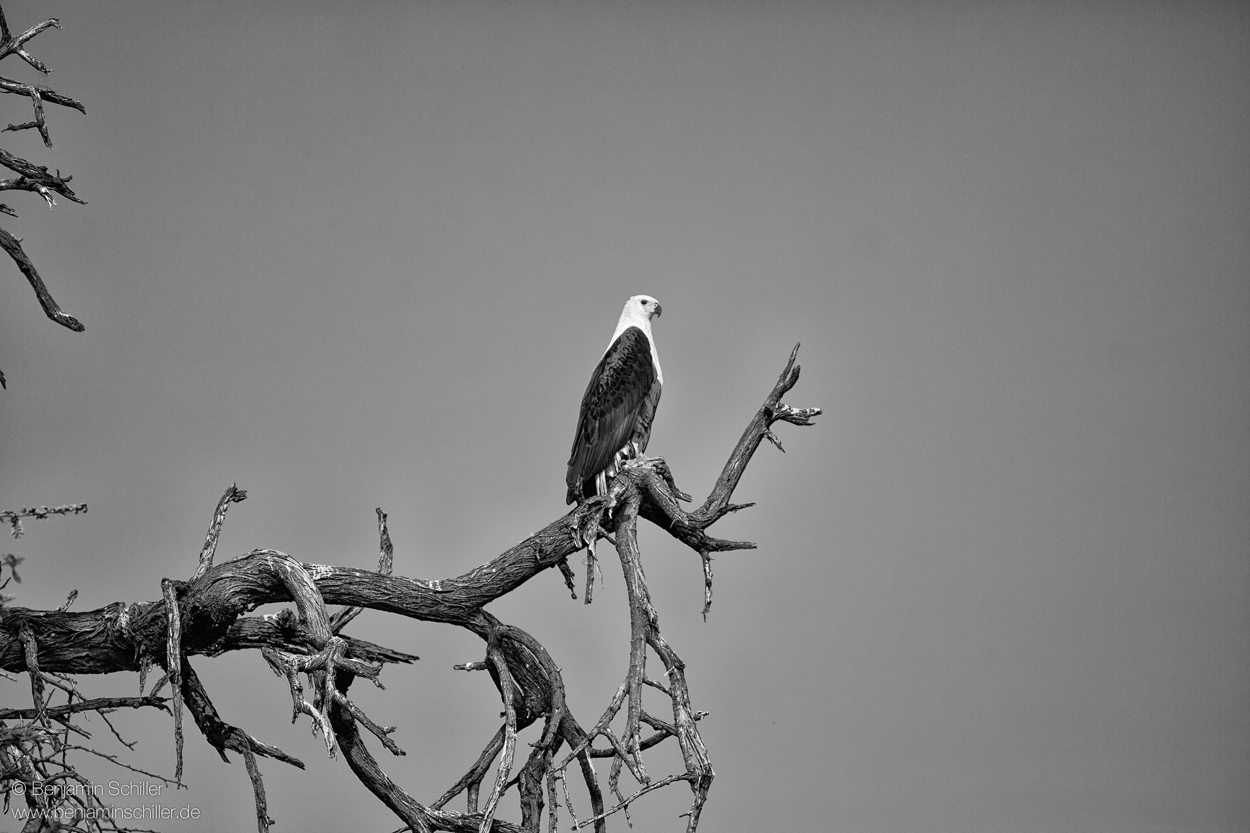 Benjamin_Schiller_Namibia_Fauna-43.jpg