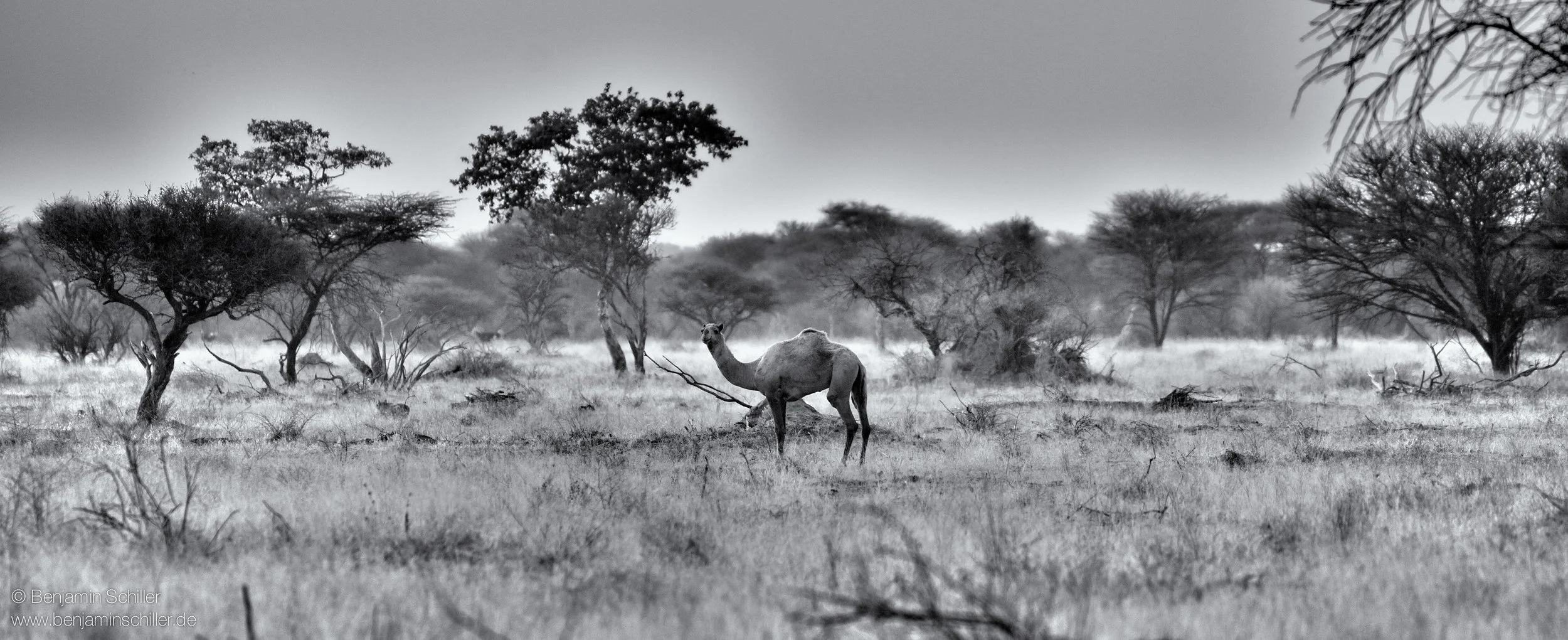 Benjamin_Schiller_Namibia_Fauna.jpg
