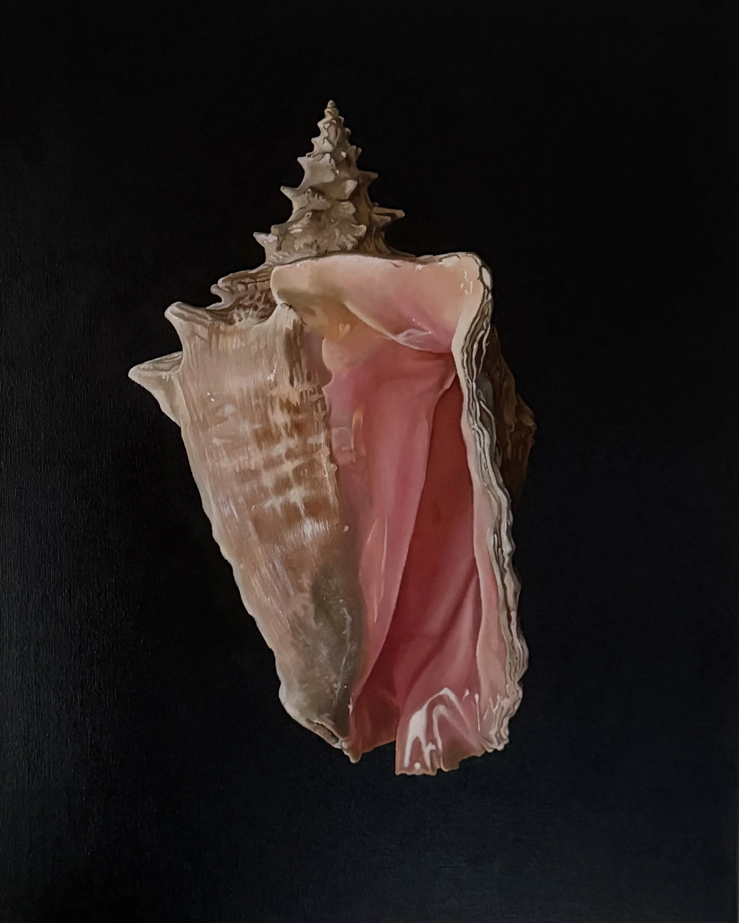 Queen Conch