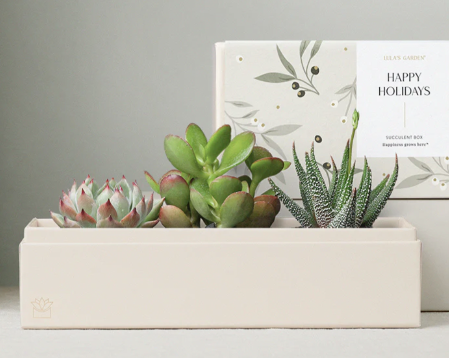 Lula's Garden Succulent Gift
