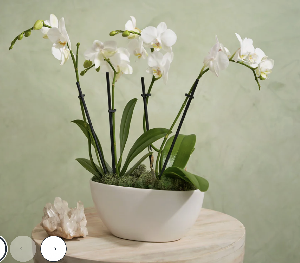 Send an Orchid