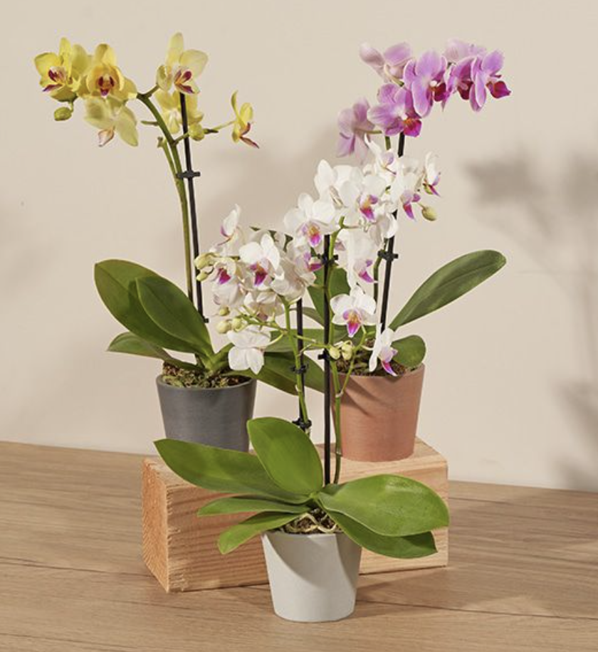Three Wishes Orchids