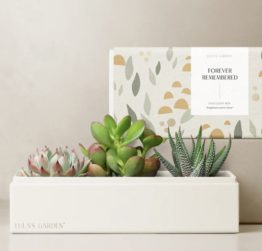 Forever Remembered Succulents