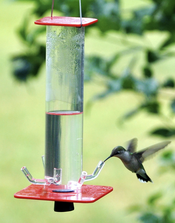 Hummingbird Feeder