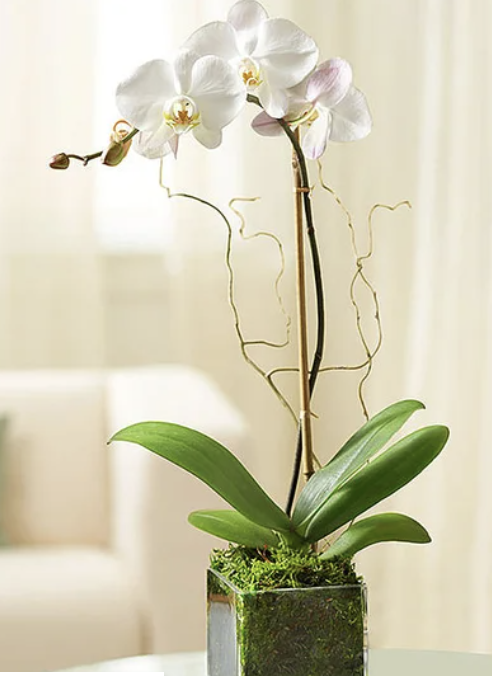 Beautiful Orchid