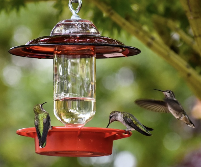Hummingbird Feeder