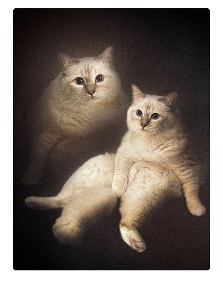 80s Style Pet Portrait