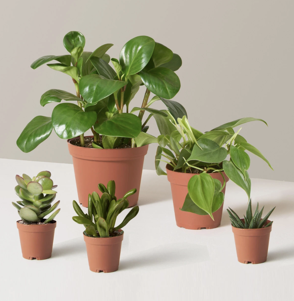 Home Plant Delivery (Copy)