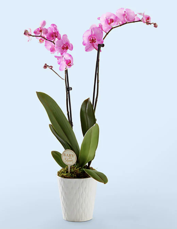 Pink Orchid Delivery