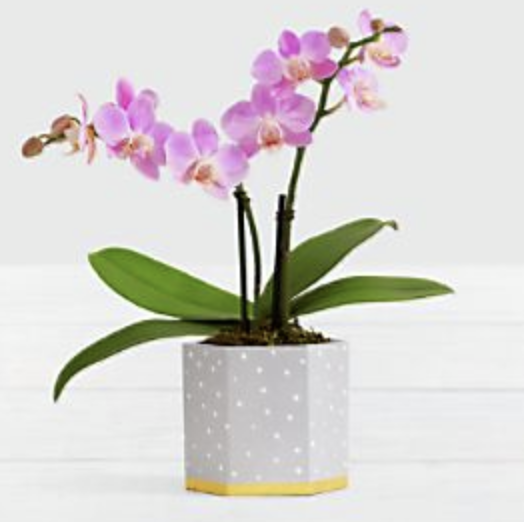 Mini Orchid (Copy)