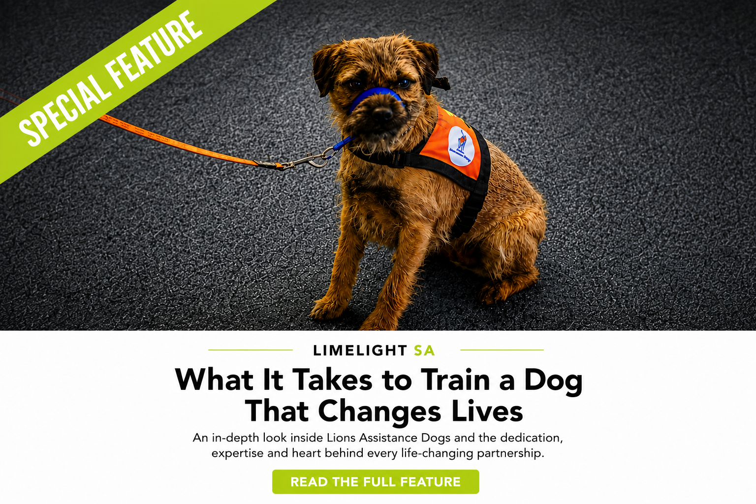 What It Takes to Train a Dog That Changes Lives
