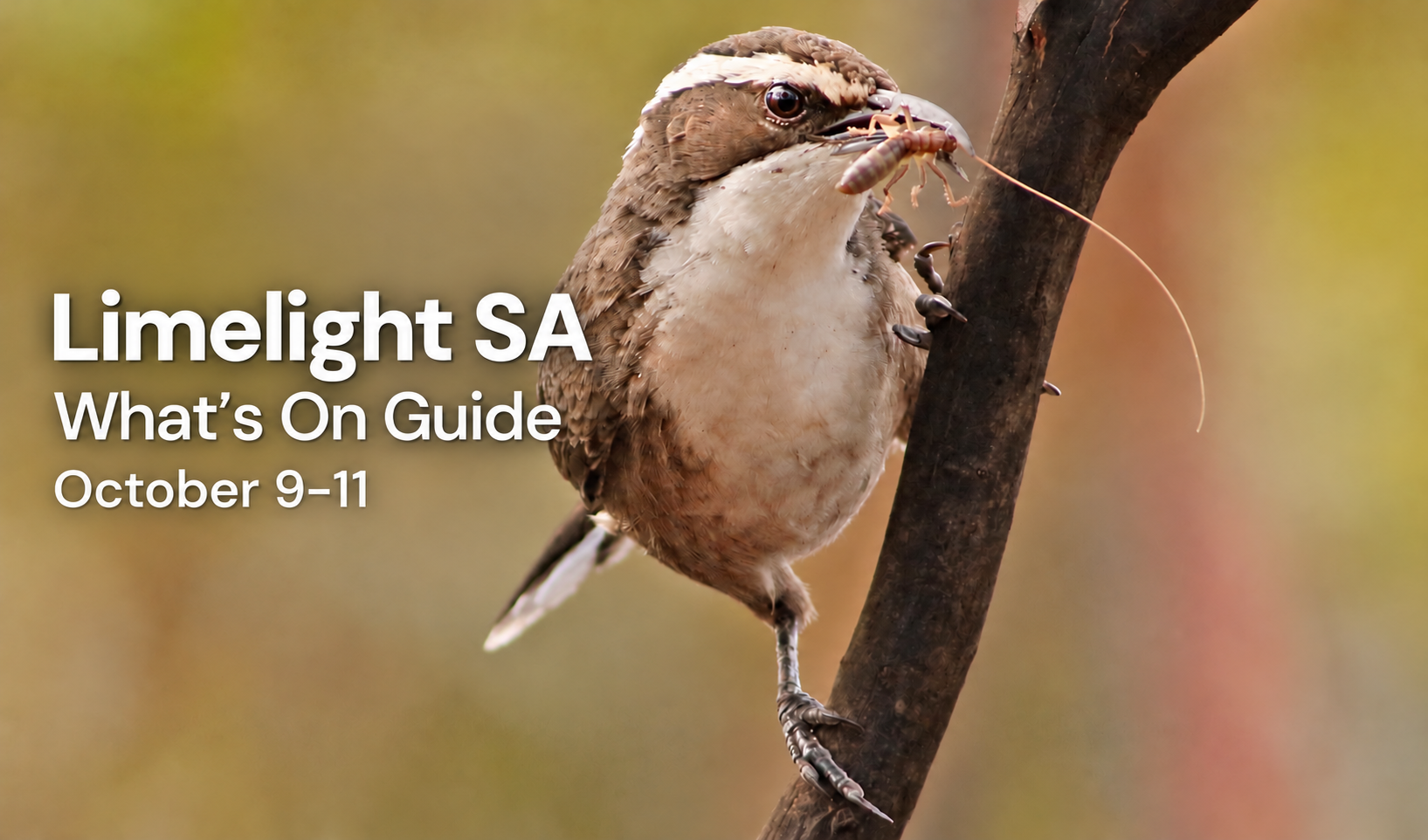 What’s On Guide