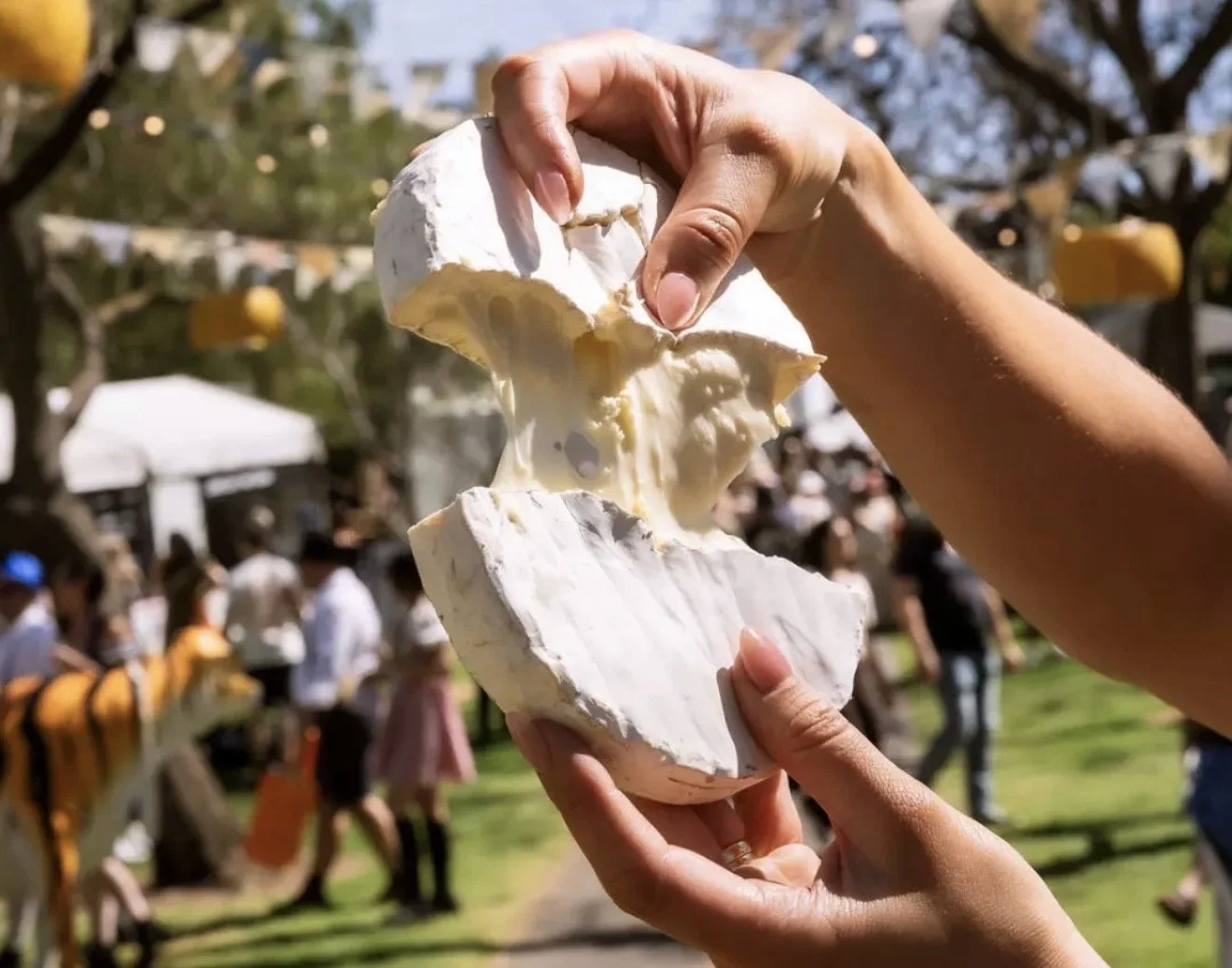 Person holding a large piece of brie cheese outdoors at a festival or outdoor event with people and trees in the background.