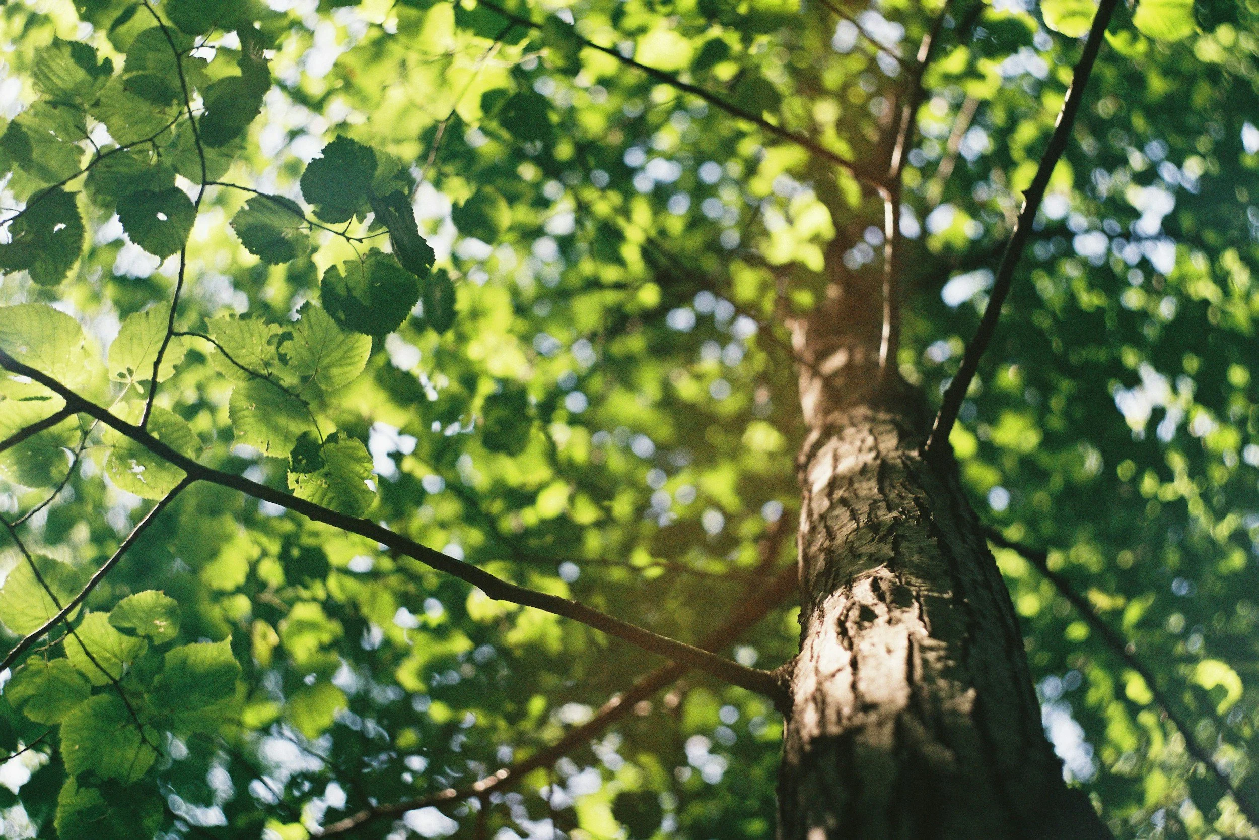View looking up at the trunk and green leaves of a tree with sunlight filtering through