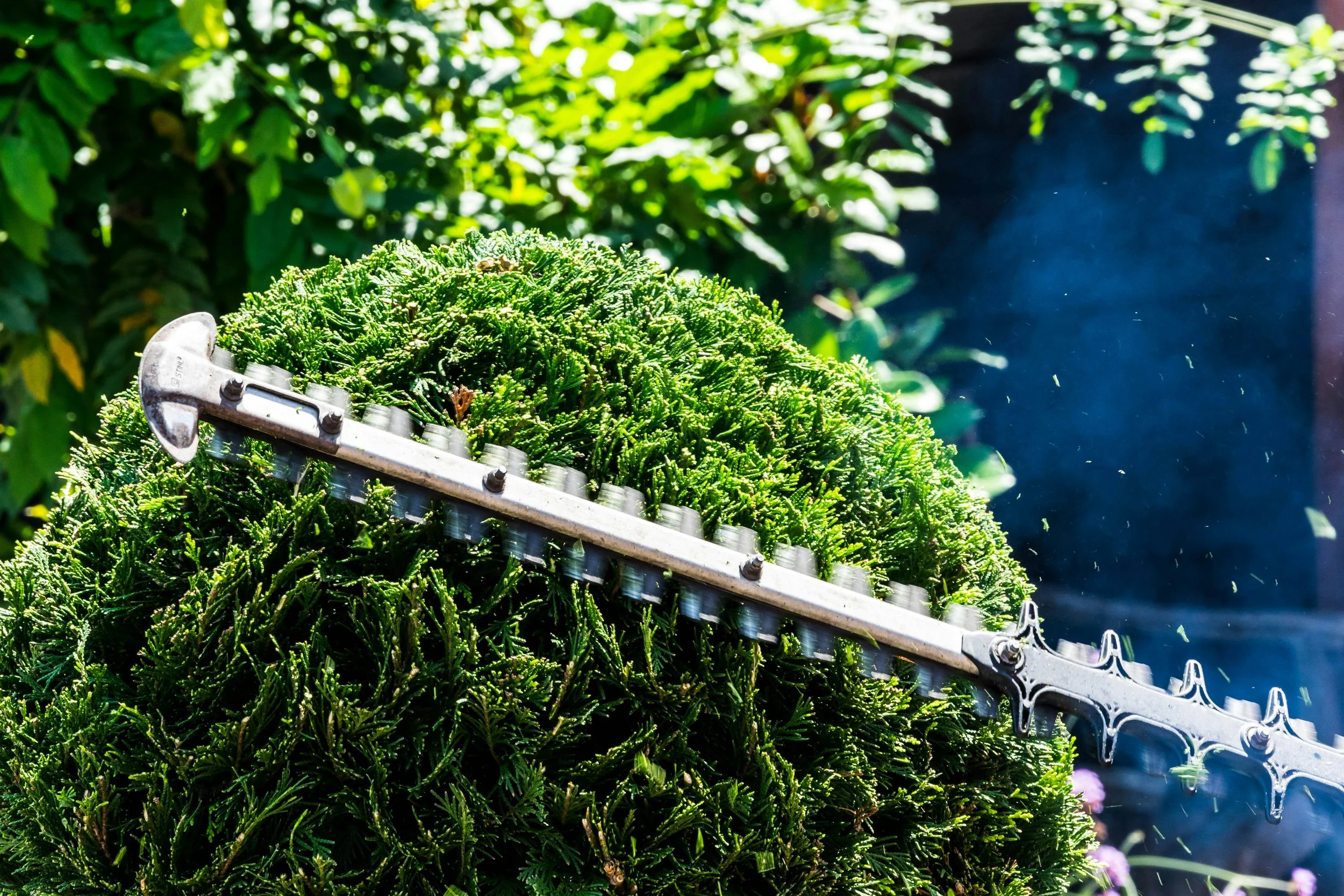 Hedge Trimming
