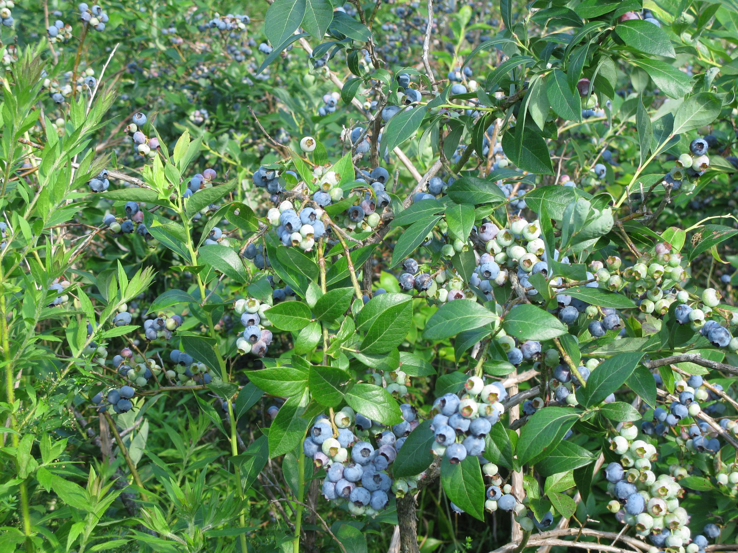 IMG_1980-1.jpeg