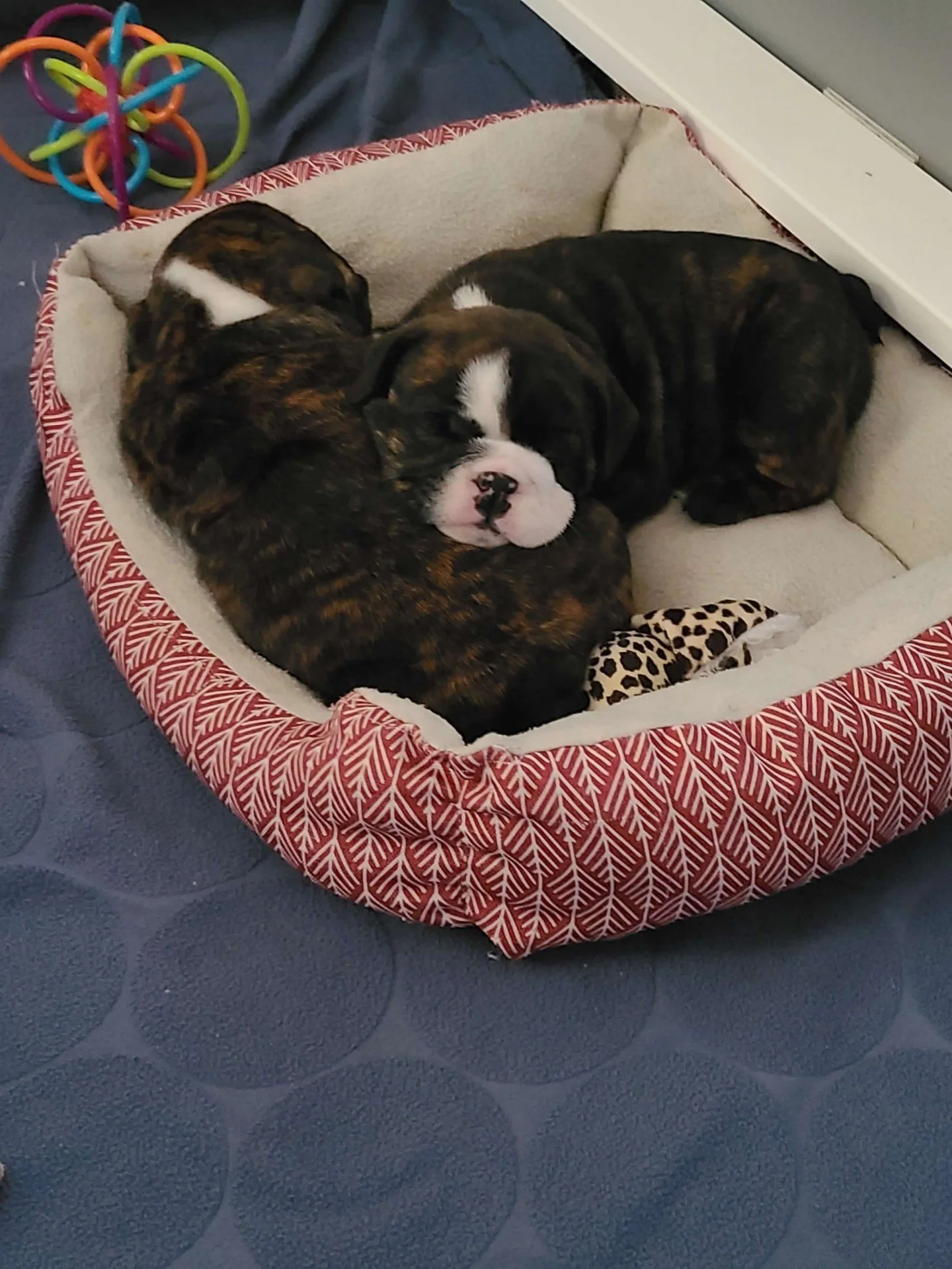 Three puppies sleeping in a round dog bed with a red and white geometric pattern, placed on a blue carpet with circular designs. There is a colorful rubber ball toy nearby.