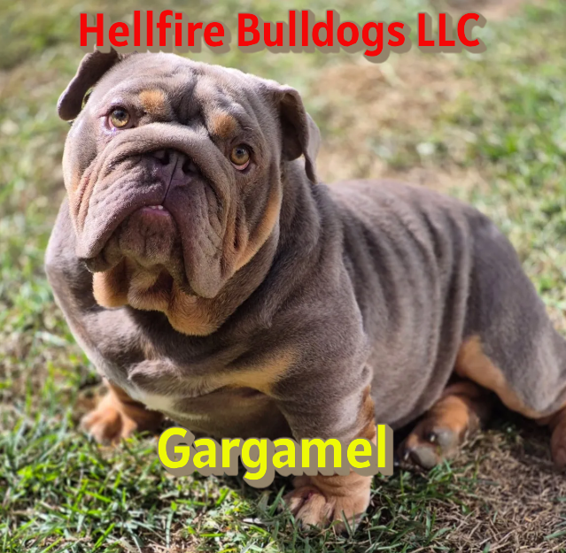A small, gray and tan English Bulldog puppy outdoors on grass, with red text reading "Hellfire Bulldogs LLC" at the top and yellow text reading "Gargamel" at the bottom.