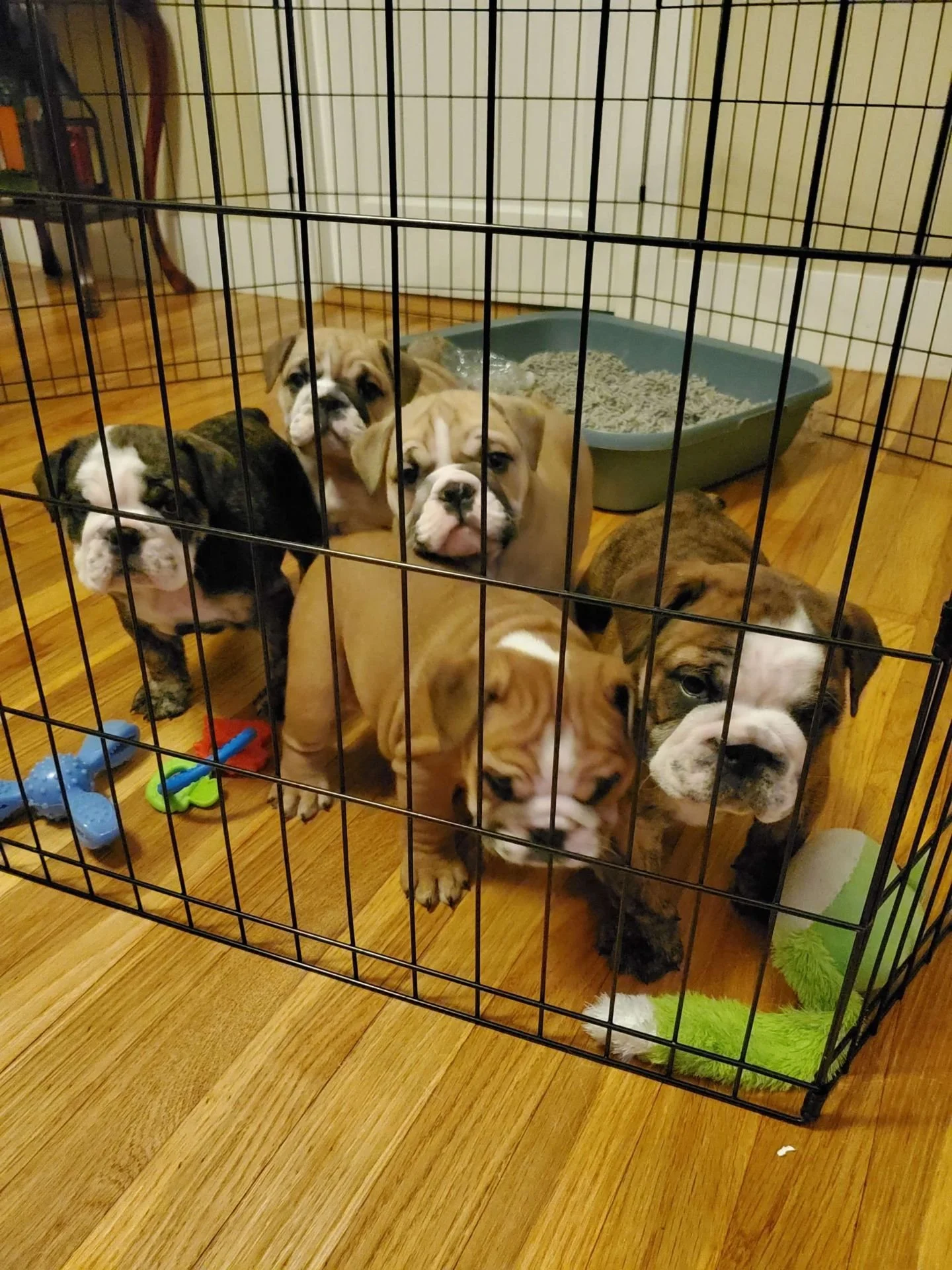 Six bulldog puppies inside a black metal playpen, with toys and a litter box on a wooden floor.
