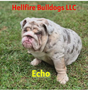 A bulldog puppy sitting on grass with text 'Hellfire Bulldogs LLC' in red at the top and 'Echo' in yellow at the bottom.