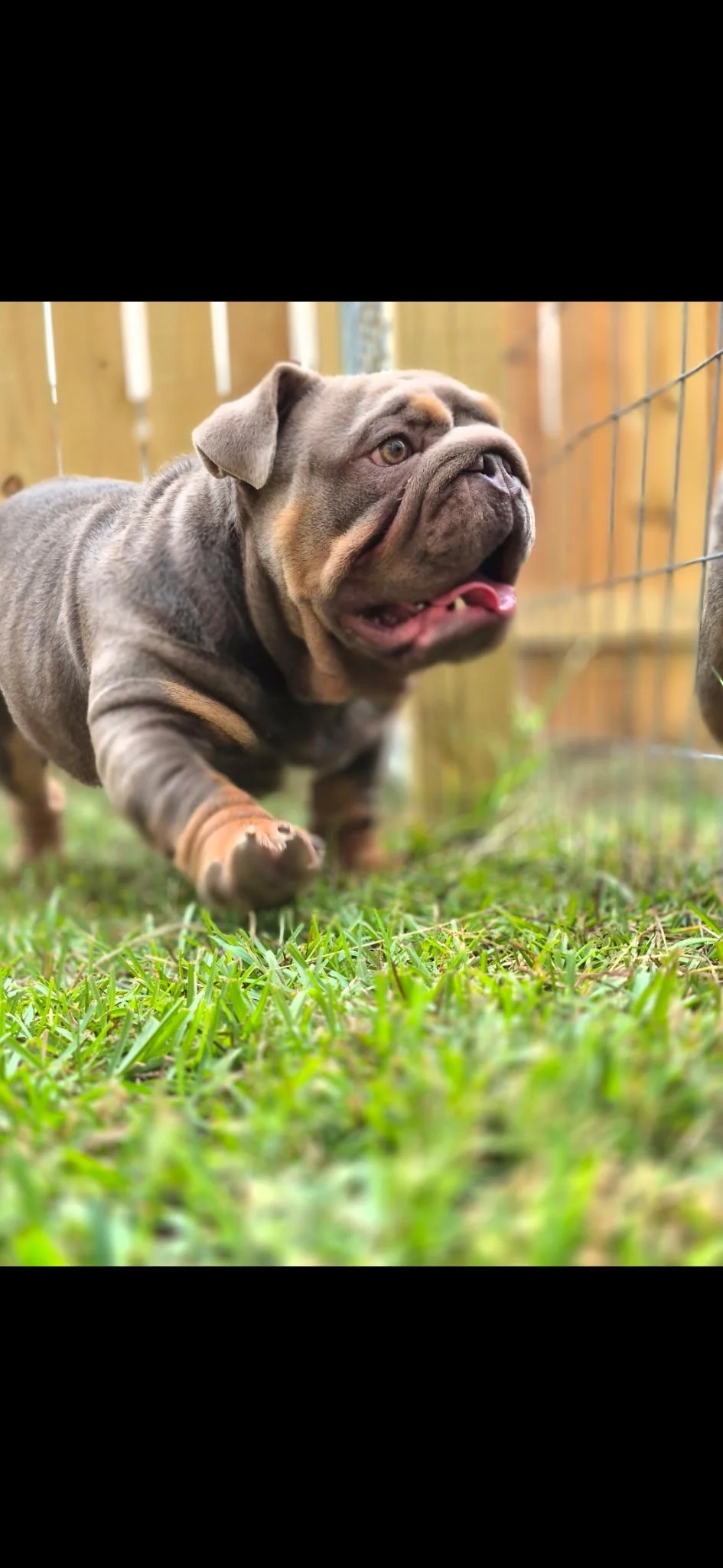 Gargamel, Hellfirebulldogs top breading male dog