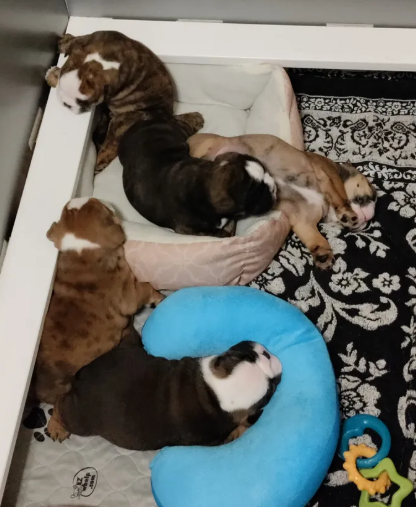 Five puppies from a past litter.