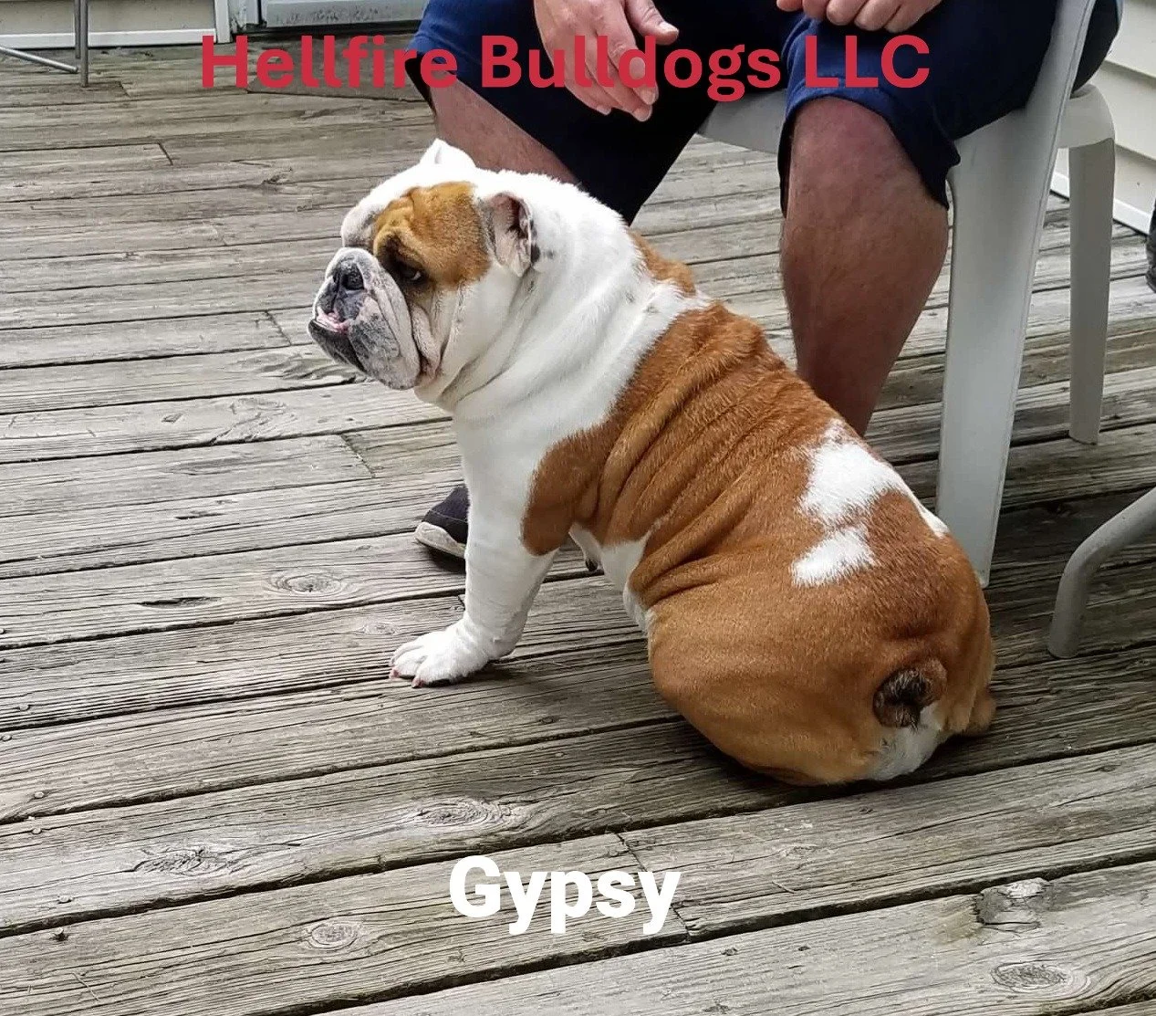 A bulldog sitting on a wooden deck with a person standing behind it. The bulldog has a wrinkled, muscular body with a brown and white coat. Text on the image reads 'Hellfire Bulldogs LLC' in red and purple at the top and 'Gypsy' at the bottom.