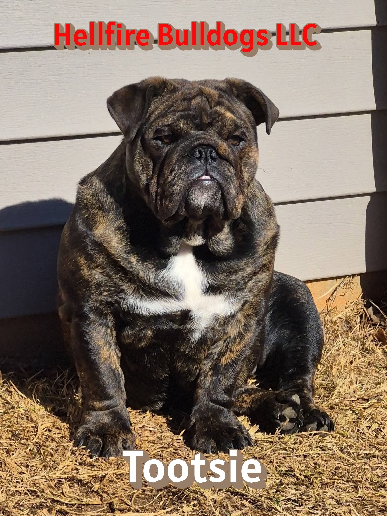 Photo of a brindle bulldog puppy sitting on straw in front of a beige siding wall with text overlayed that reads 'Hellfire Bulldogs LLC' at the top and 'Tootsie' at the bottom.