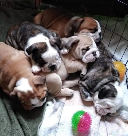 Six Hellfire Bulldog puppies inside a playpen, lounging on a blanket with a colorful spiky toy nearby.