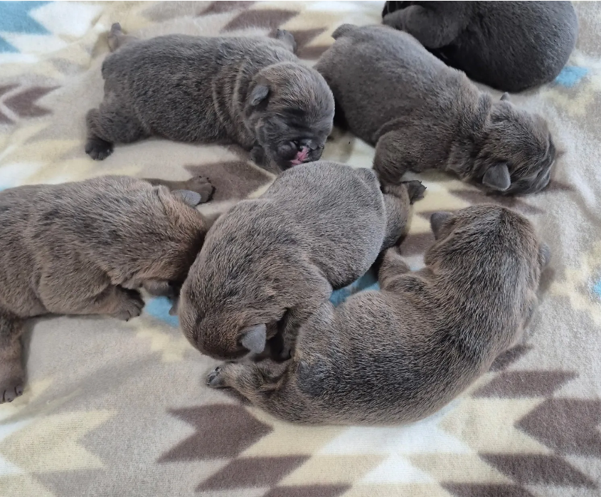 Six Hellfirebulldog newborn puppies are sleeping on a blanket.
