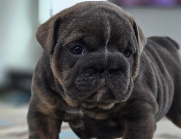English Bulldog