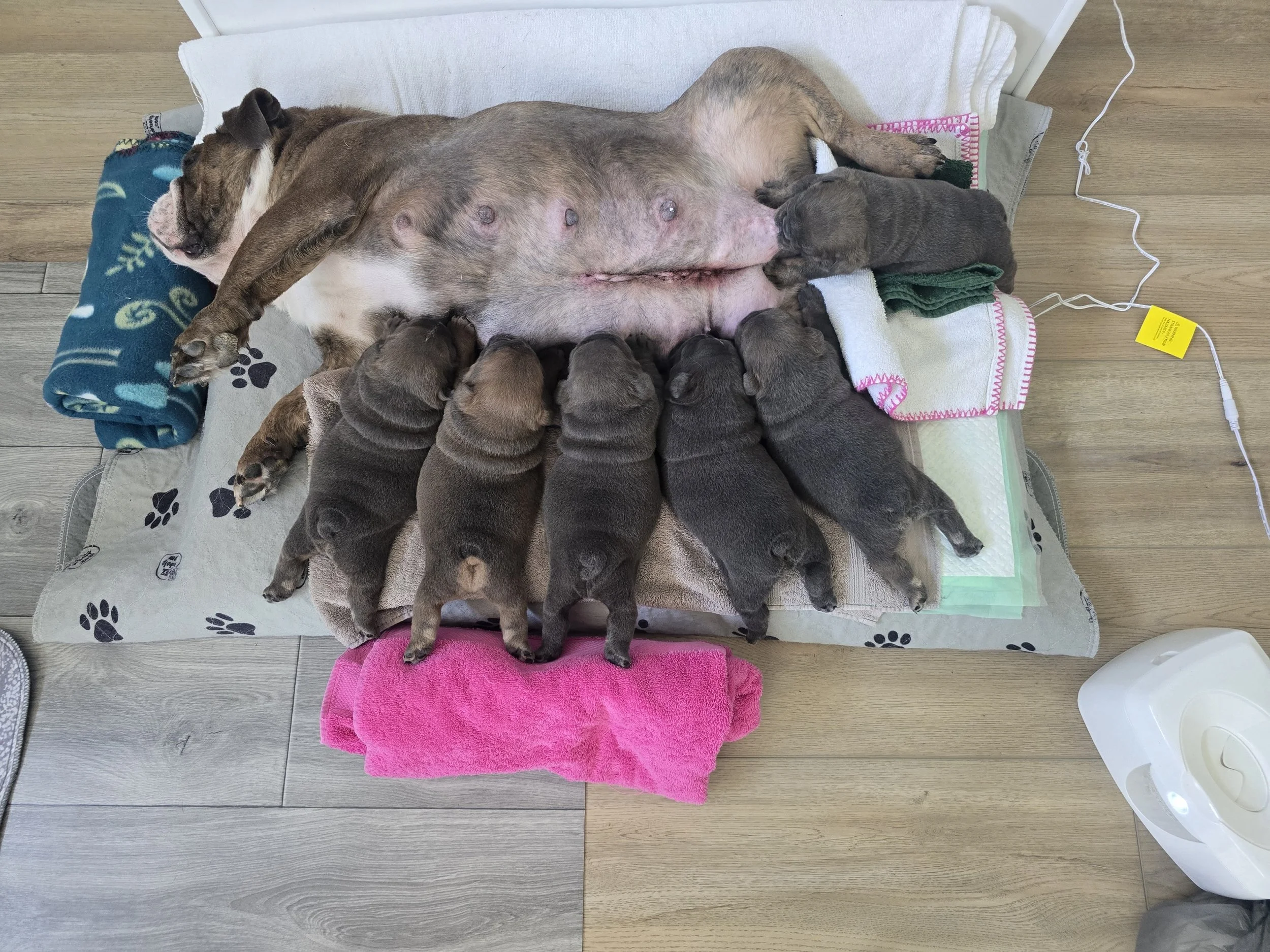 A brown mother dog with white markings lying on her back on a padded surface with her puppies nursing around her. The puppies are small, mostly brown, and are nursing from the mother dog. There is a pink towel, a white towel, a small green towel, and a fluffy blue blanket nearby. Electrical wires and a yellow tag are also visible.