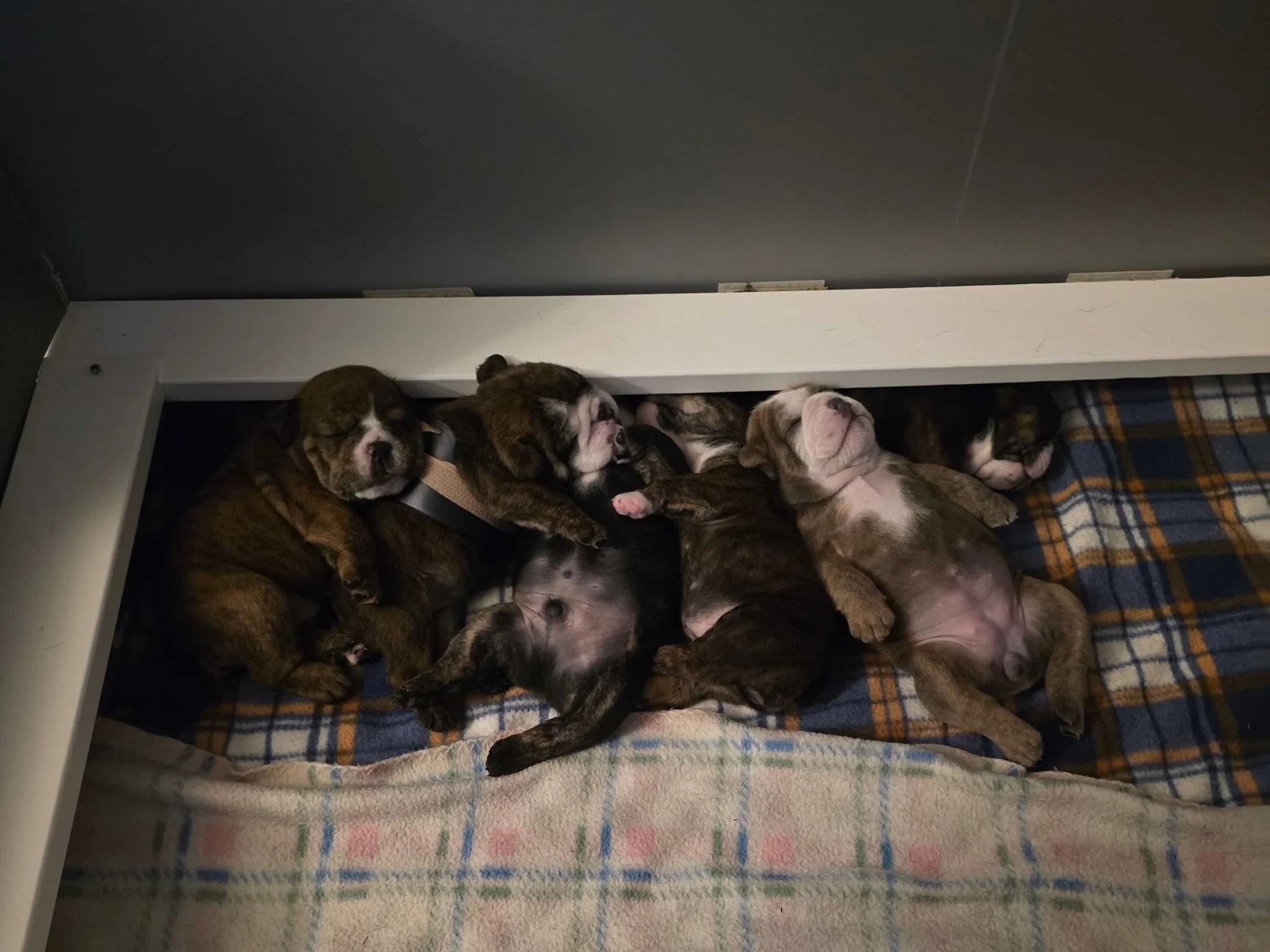 A group of sleeping puppies lying closely together on a plaid blanket under a white and gray surface.