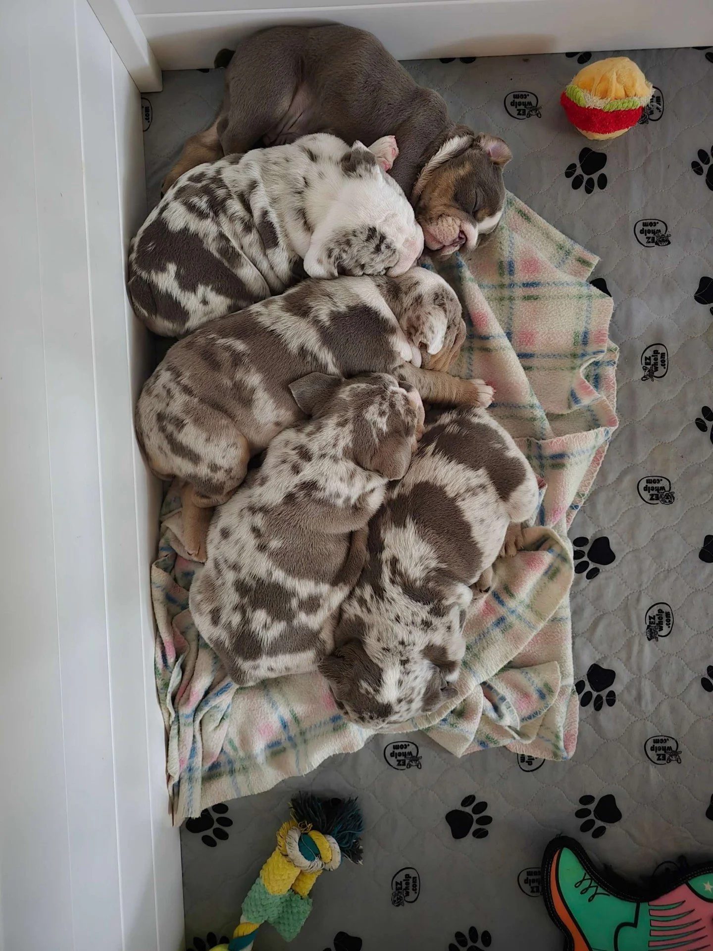 Six puppies sleeping on a blanket with a colorful dog toy nearby.