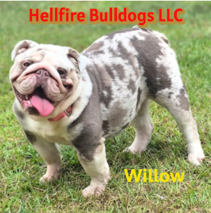 A Bulldogs standing on grass with a pink collar, with red and yellow text that says 'Hellfire Bulldogs LLC' and 'Willow'.