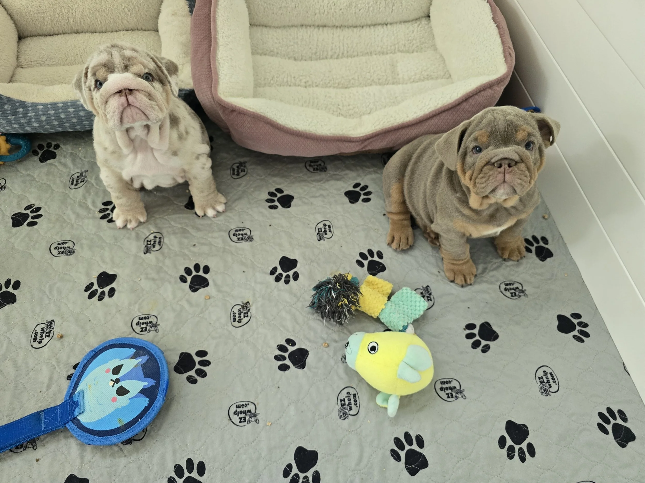 Two adorable bulldog puppies, one with a merle coat and light eyes, sitting on a floor in a space with dog toys and beds, with a paw print pattern and dog-themed print on the floor.
