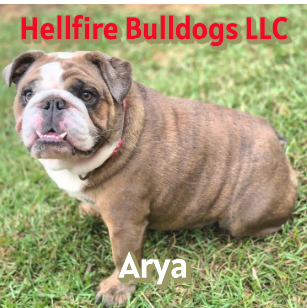 An English Bulldog sitting on grass with text 'Hellfire Bulldogs LLC' in red at the top and 'Arya' in white at the bottom.