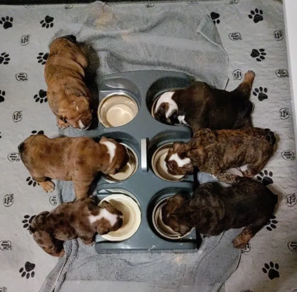 Six puppies eating from a multi-compartment food dispenser on a paw-patterned mat.