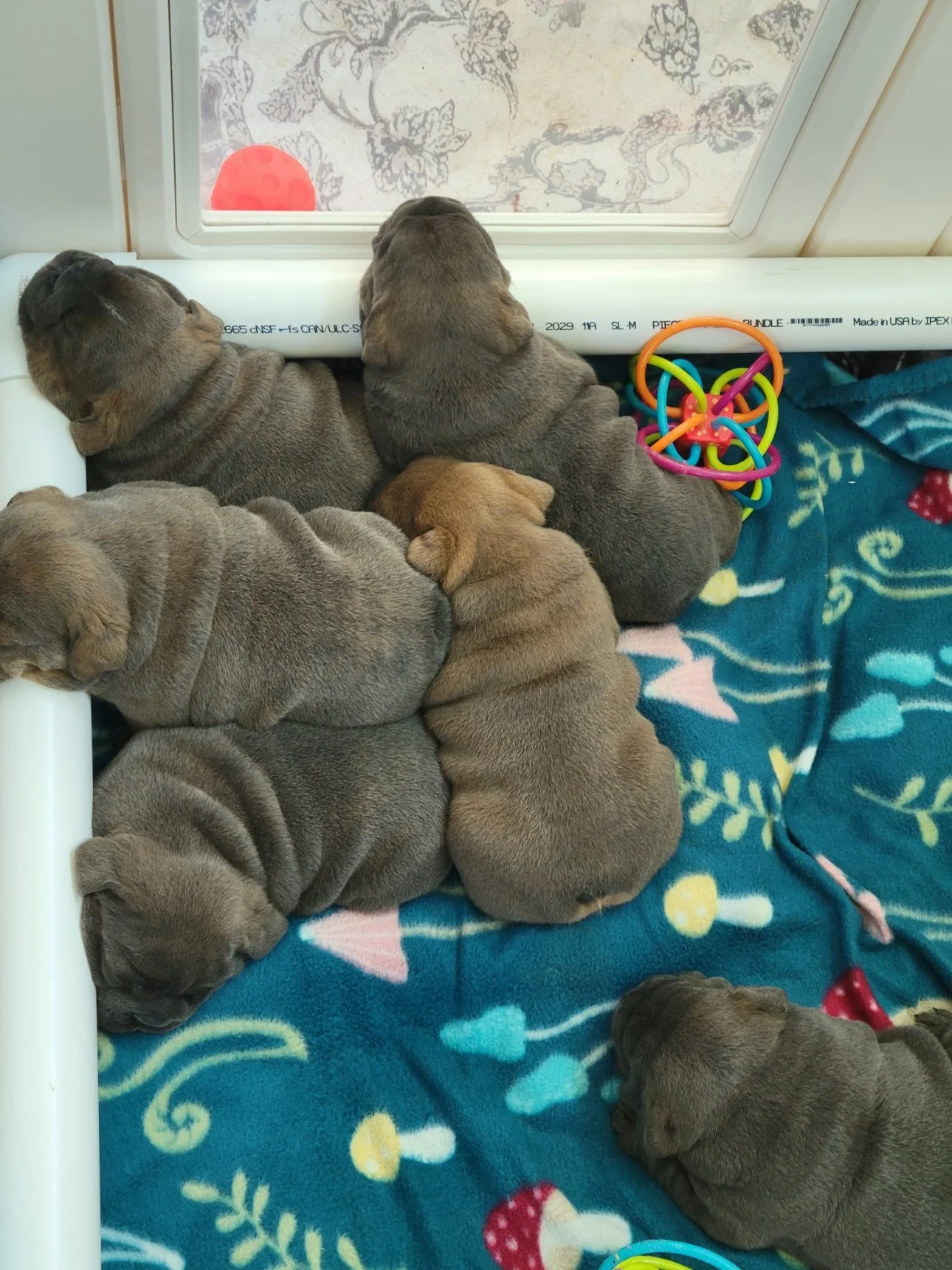 Greek Warrior Litter sleeping