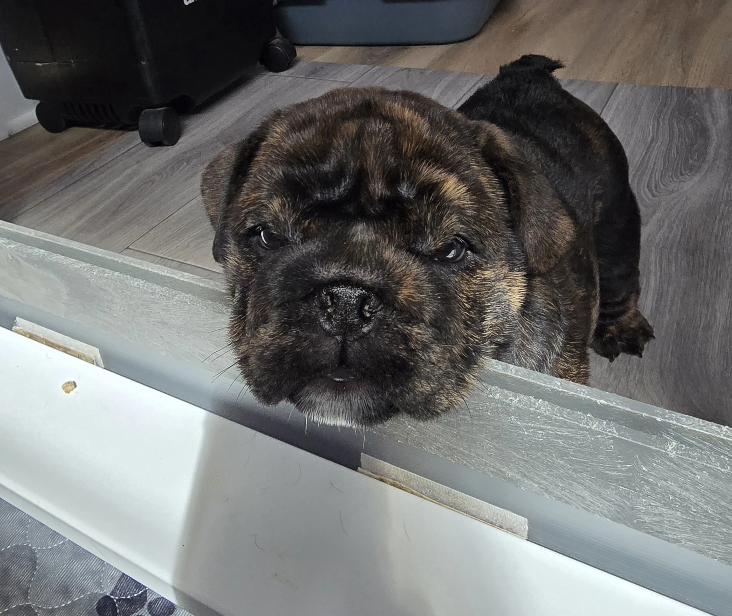 Close-up of a brindle puppy with dark eyes and nose, standing on a wooden floor near a white wall and metal container.