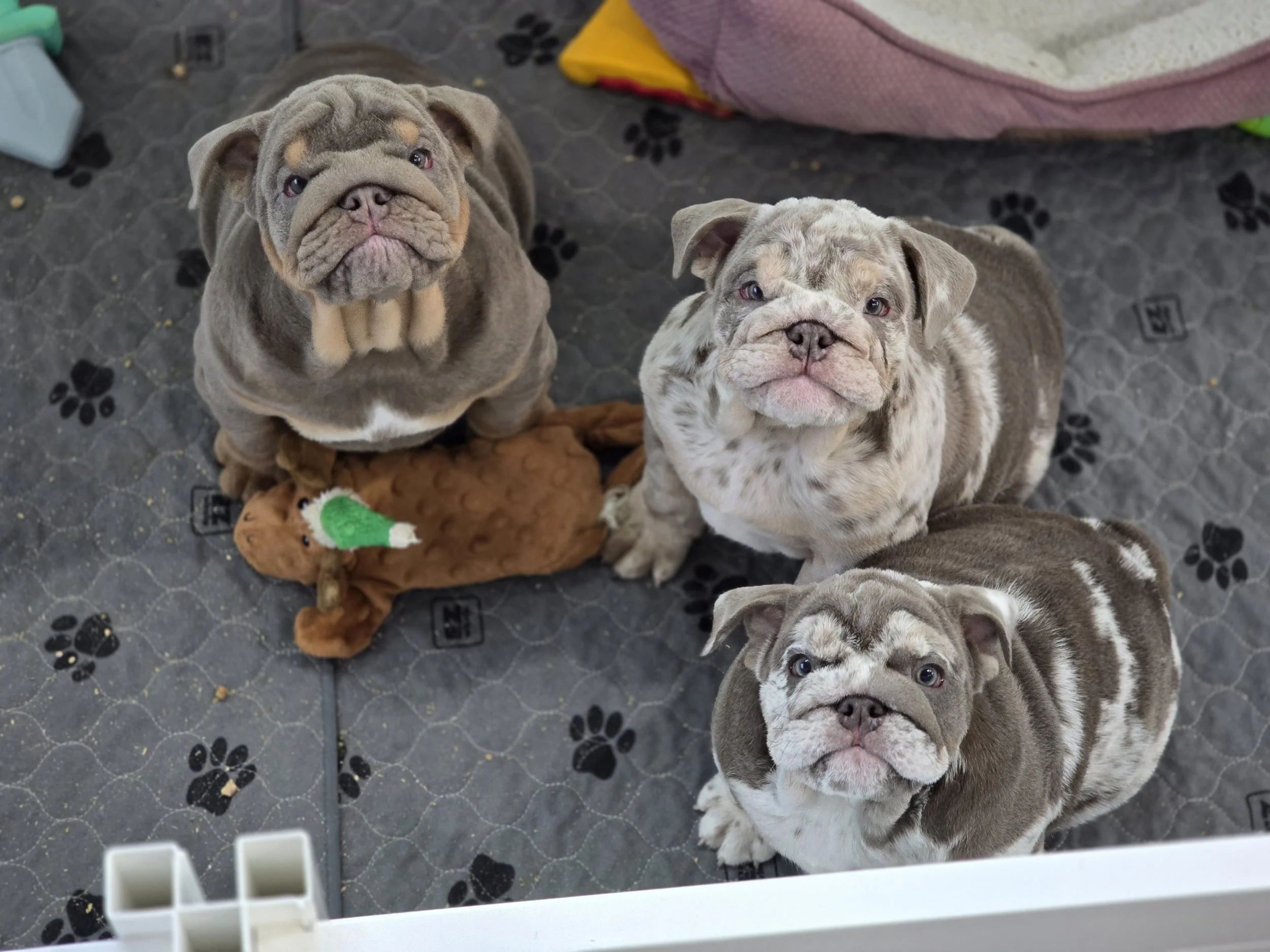 Two adorable bulldog puppies looking up at the camera with a black paw print patterned floor and a pink blanket in the background.