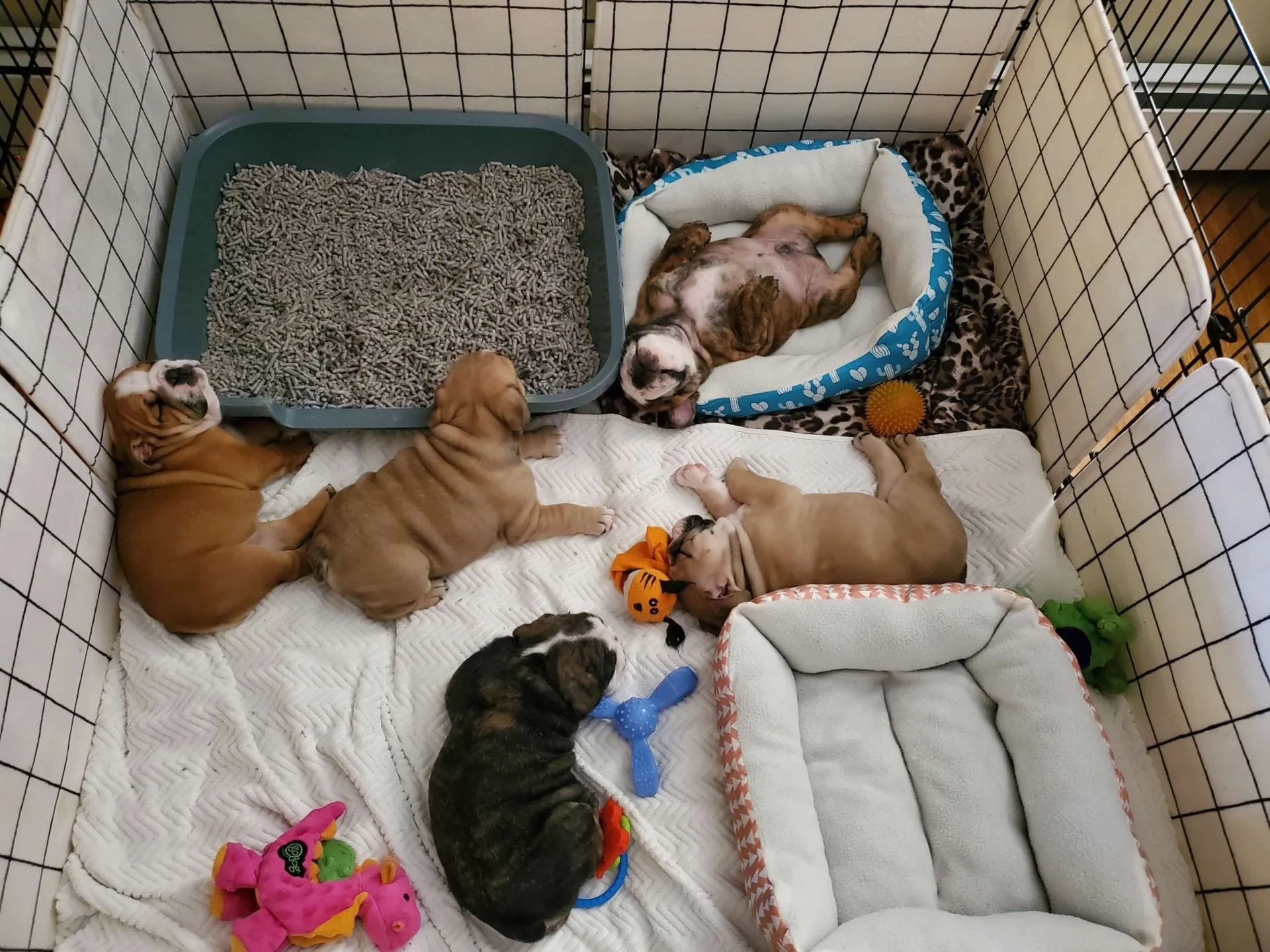A small enclosed pen with black wire sides and a white and orange patterned border. Inside, there are seven puppies of various colors, lounging on a white quilted blanket and surrounded by toys and a pet bed. The puppies appear to be resting or sleeping.