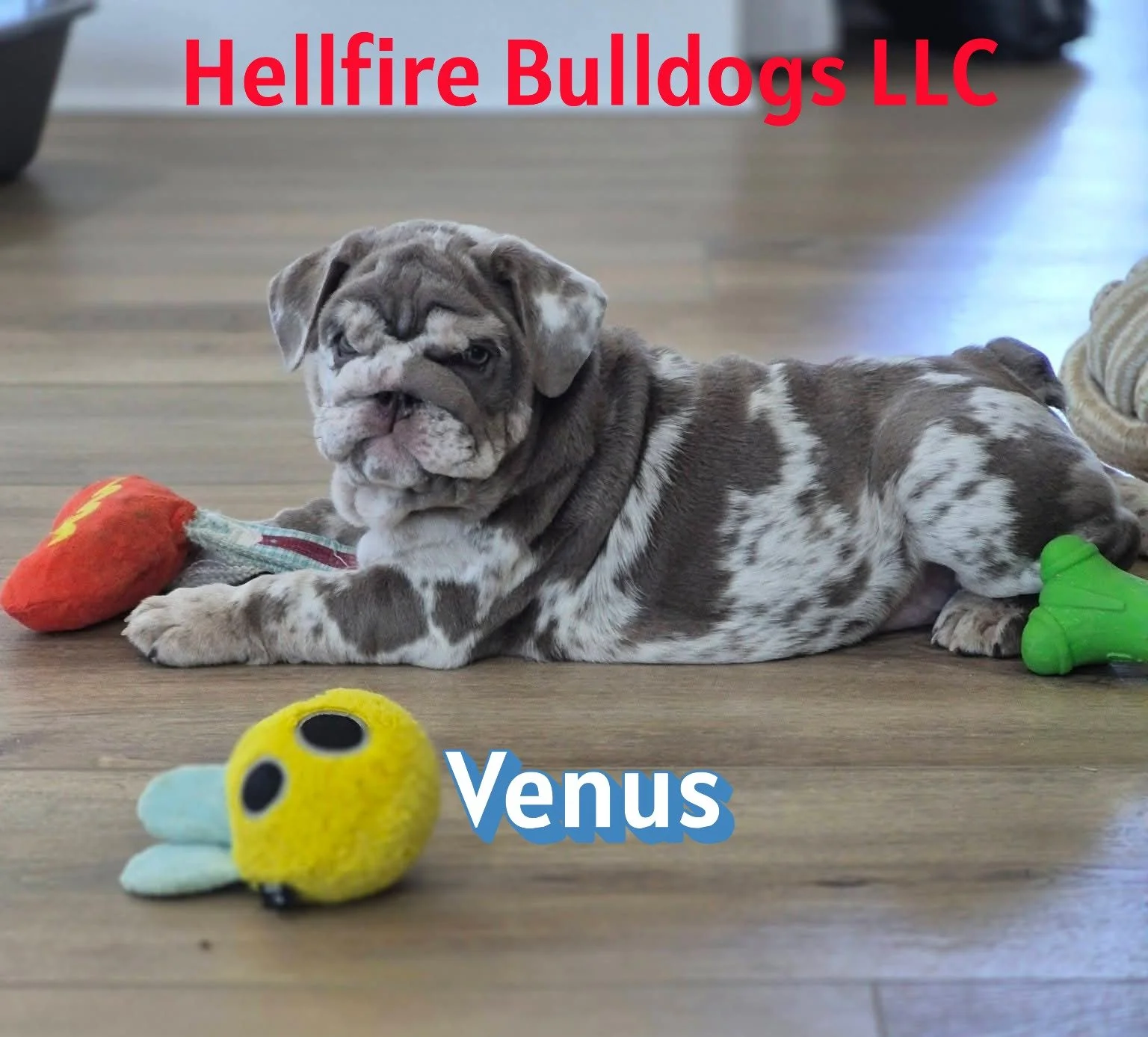 A cute bulldog puppy lying on a wooden floor surrounded by colorful toys, with text overlay reading "Hellfire Bulldogs LLC" and "Venus".